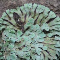 7 Bryophytes - II - Liverworts